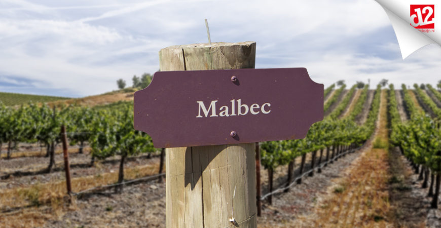 Argentijnse wijn, ontdek de Malbec!