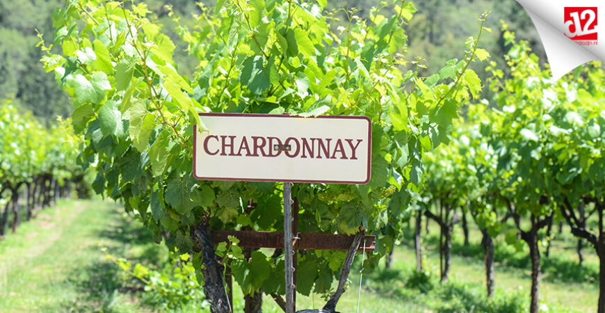 Chardonnay: ontdek de druif en wijn